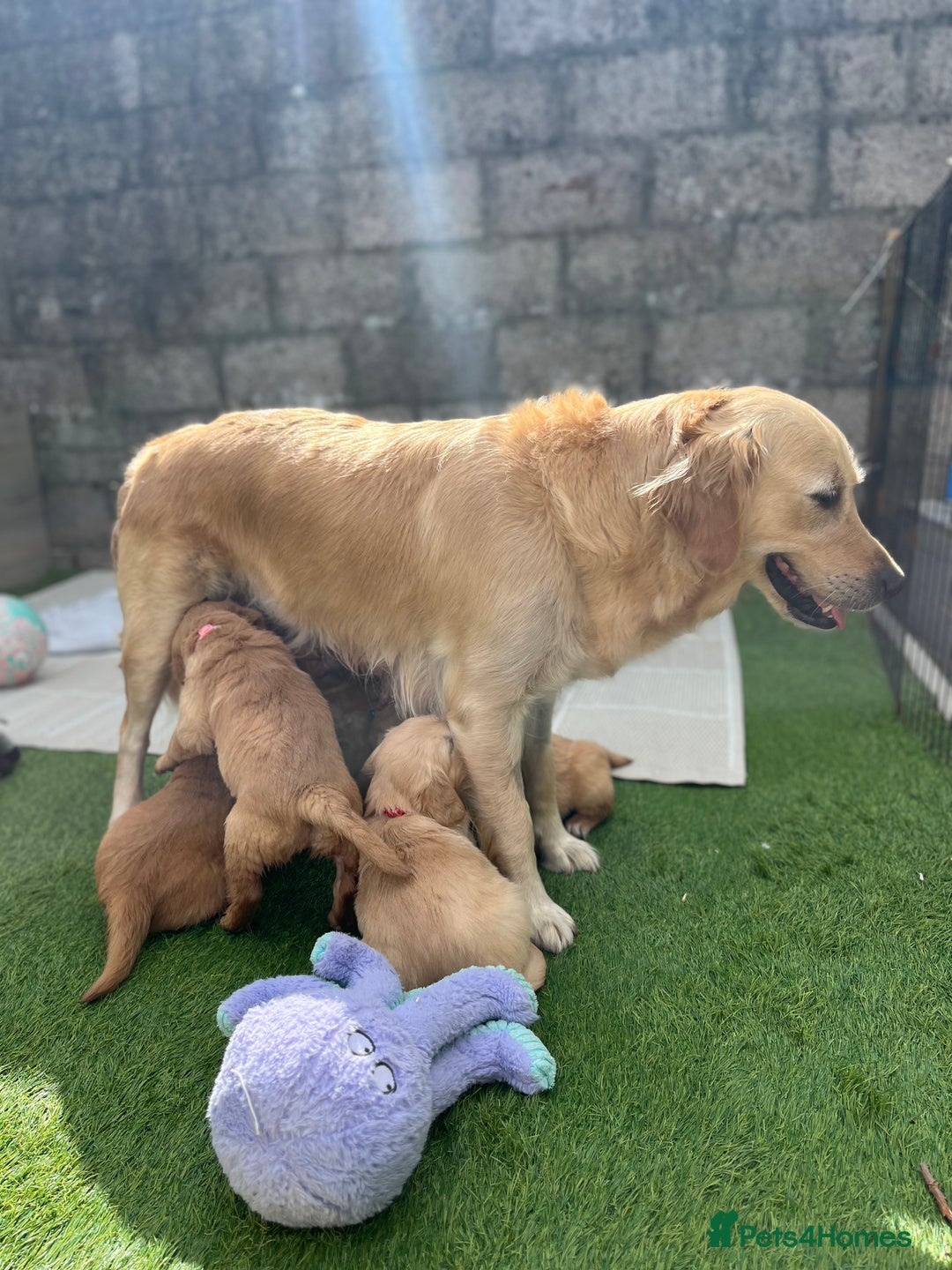 Golden Retriever dogs for sale: Golden retriever puppies  - Image 1