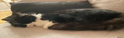 Mixed Breed cats for sale: Cat looking for loving home - Advert 5