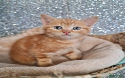 British Shorthair cats for sale: Beautiful BSH kittens from genetic tested parents - Image 14