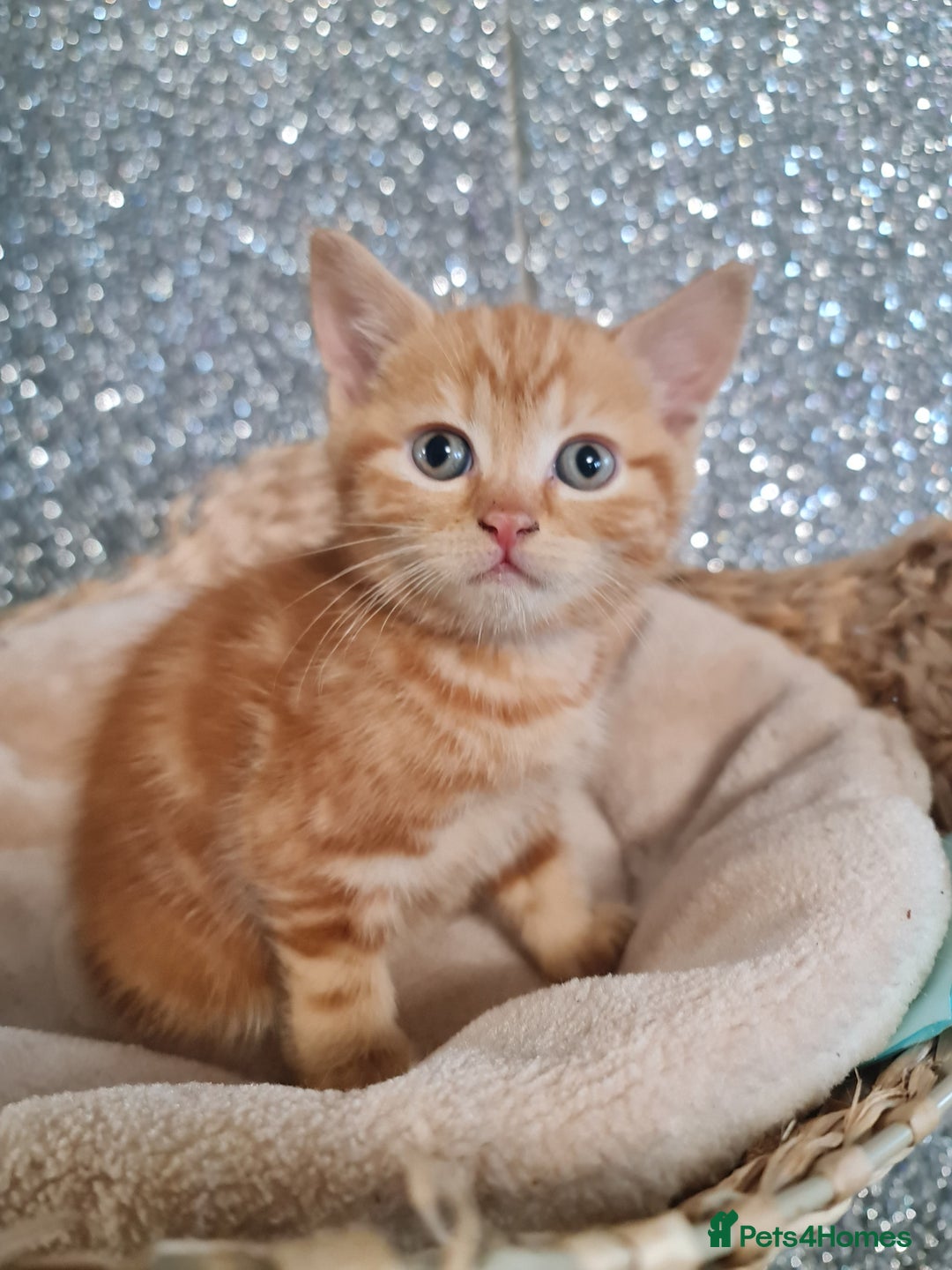 British Shorthair cats for sale: Beautiful BSH kittens from genetic tested parents - Image 14