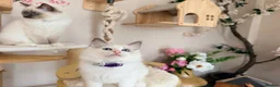 Ragdoll cats for sale: Show quality Ragdoll kittens from champion lines - Advert 18