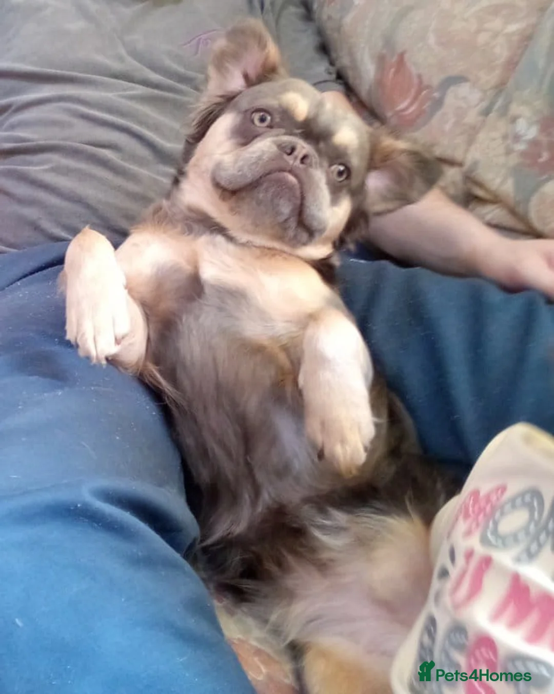 French Bulldog dogs for sale: FLUFFY FEMALE FRENCH BULLDOG  - Advert 5