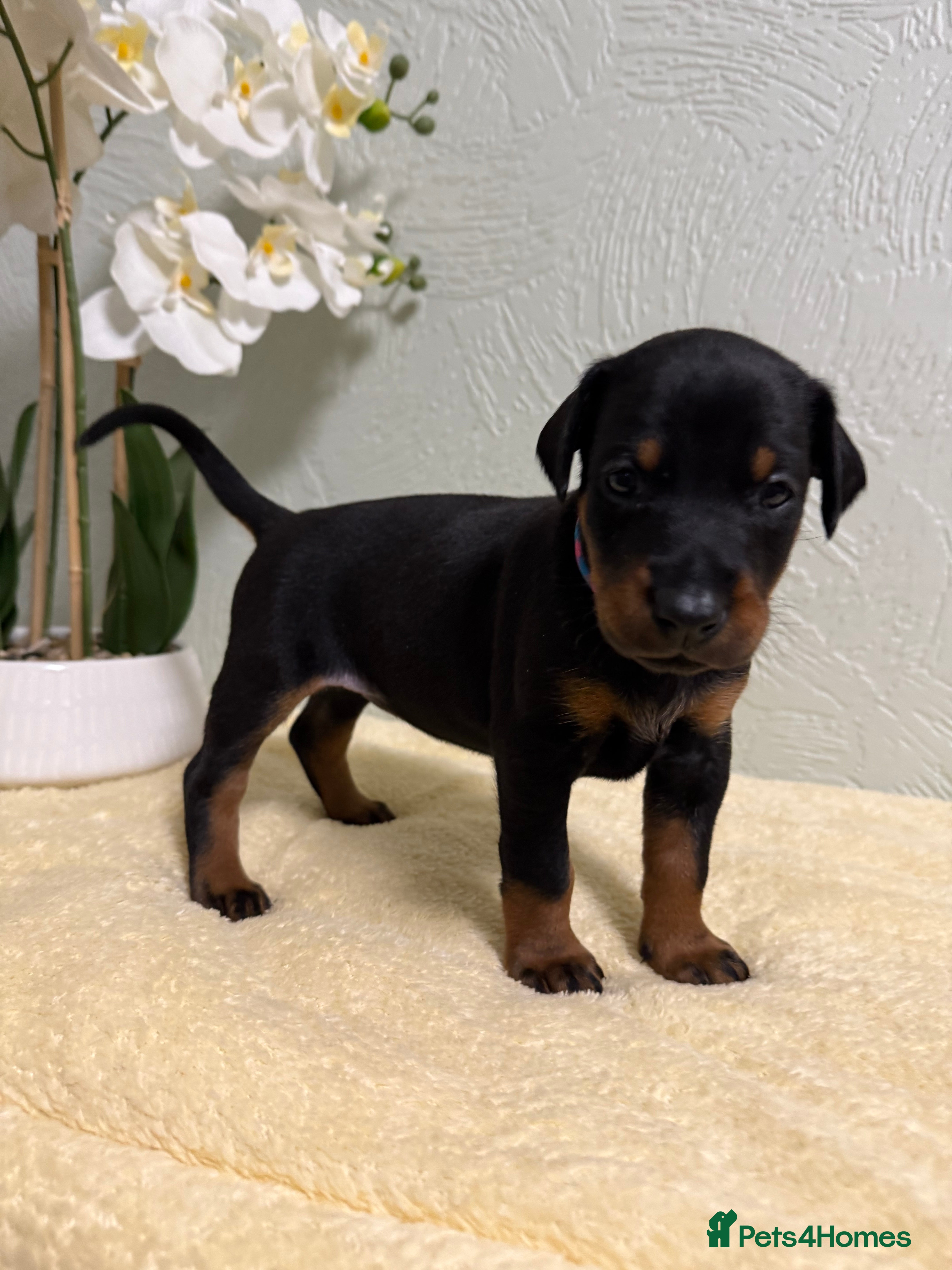 Dobermann dogs Champion lines, Health tested KC Dobermann puppies - Advert 3