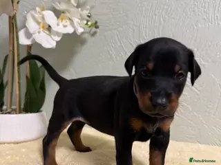 Dobermann dogs Champion lines, Health tested KC Dobermann puppies - Advert 3