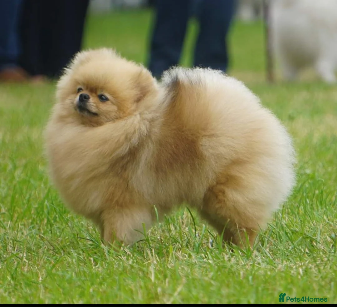 Pomeranian dogs for sale: *Beautiful female pomeranian 11 months*  - Advert 6
