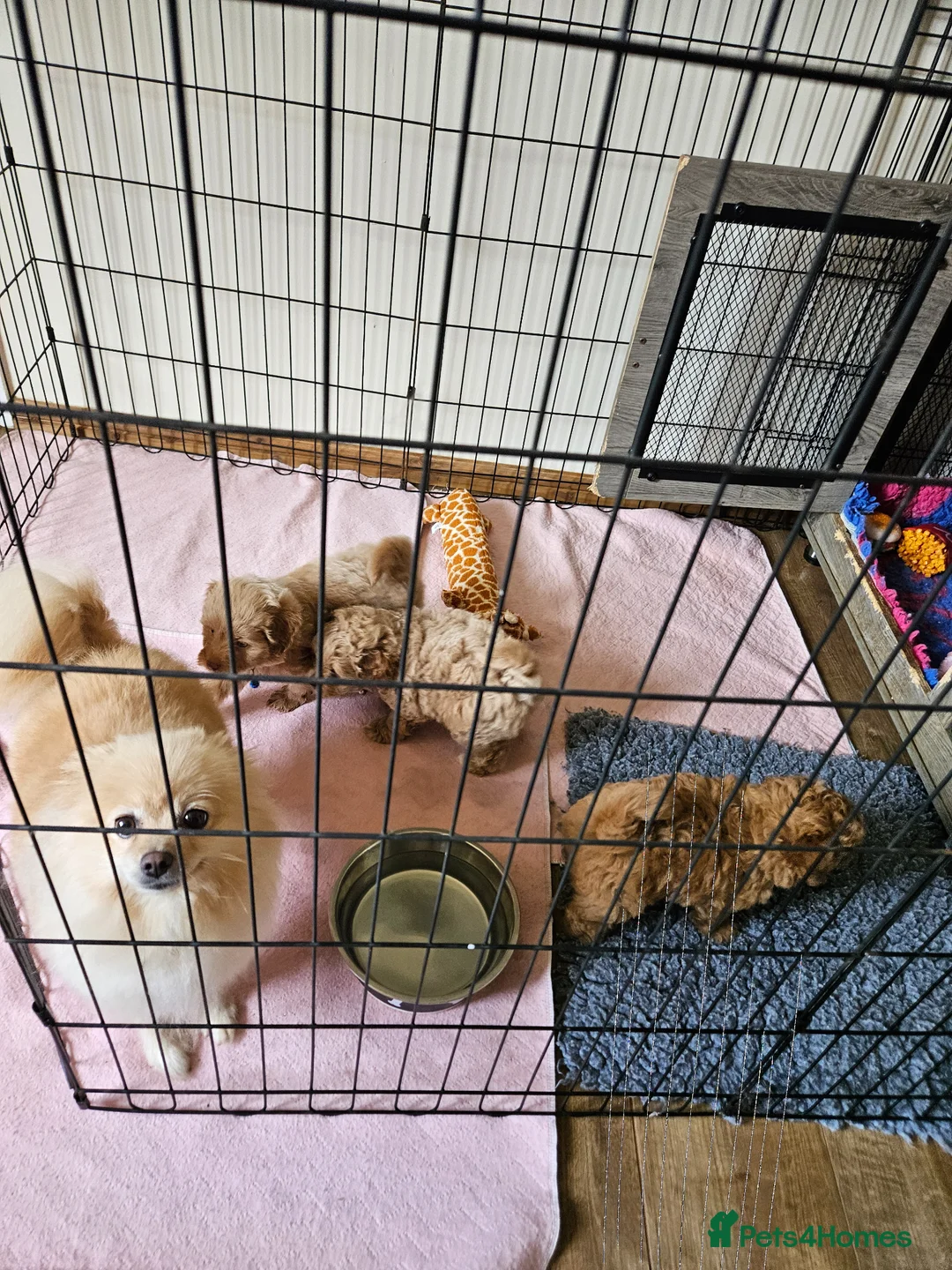 Pomapoo dogs for sale: Fabulous  pomapoo puppies  - Advert 1