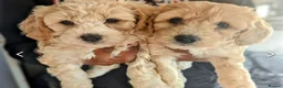 Cavapoochon dogs for sale: Cavapoochon puppies  - Advert 6