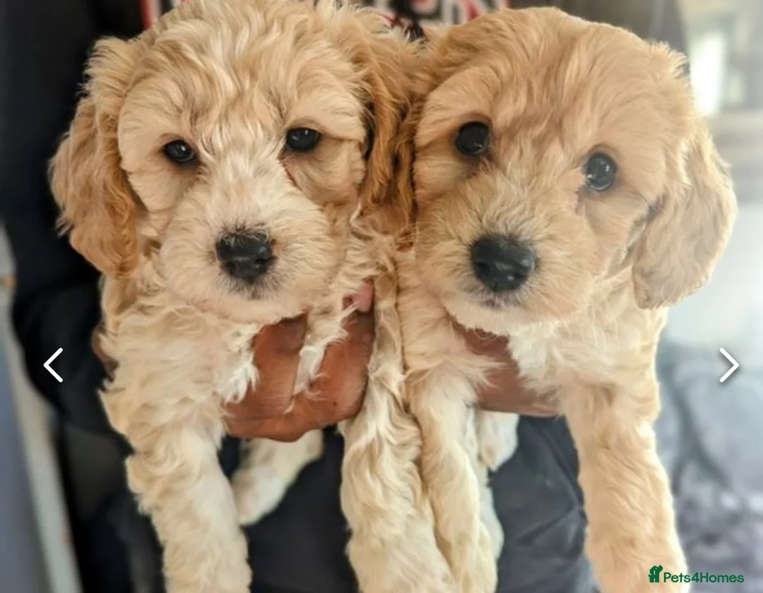 Cavapoochon dogs for sale: Cavapoochon puppies  - Advert 6