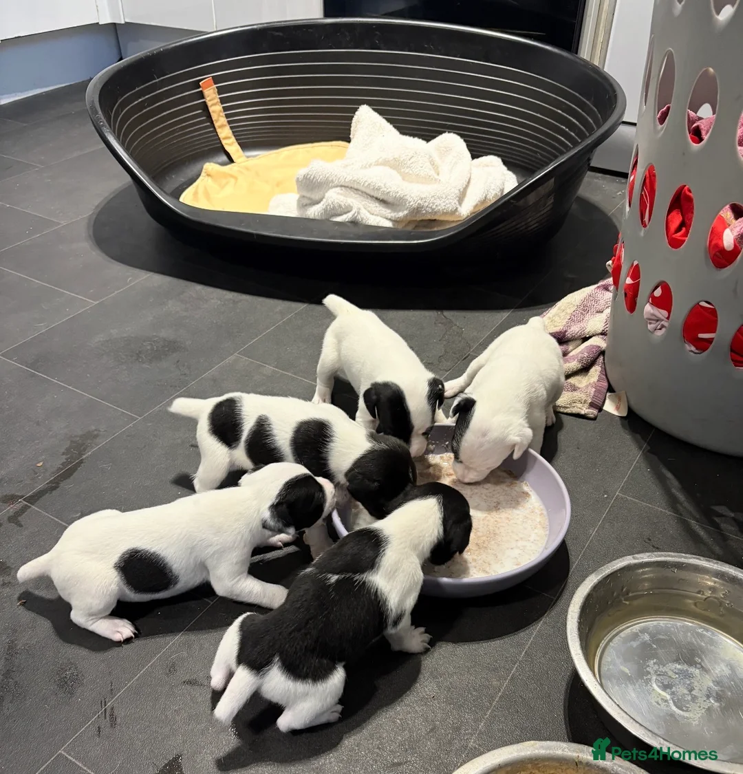 Jack Russell dogs for sale: Jack Russell puppies  in Bristol - Advert 1