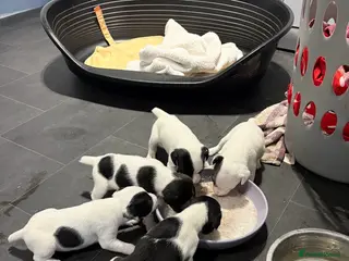 Jack Russell dogs Jack Russell puppies in Bristol - Advert 1