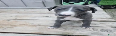 Whippet 2
