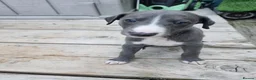 Whippet dogs for sale: Beautiful blue pedigree whippets  - Advert 6