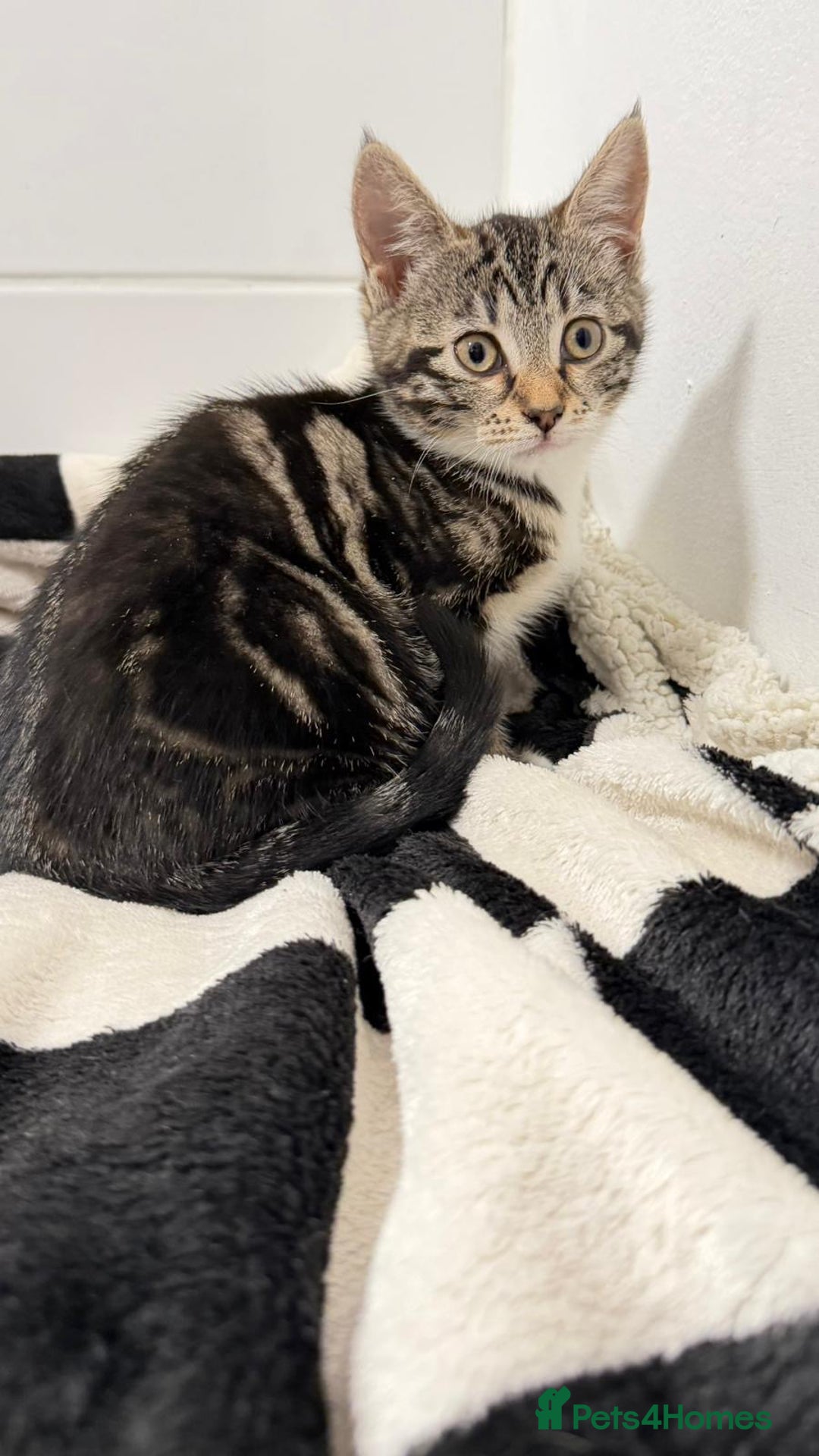 Mixed Breed cats for sale: British shorthaired x kittens  - Advert 2