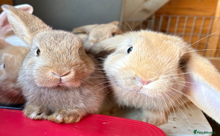 Dwarf Lop rabbits - Advert 1