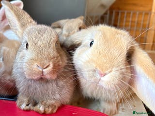 Dwarf Lop rabbits Dwarf lops Ready now 🐰♥️🐰 - Advert 1