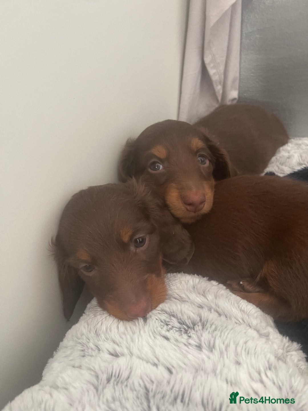 Miniature Dachshund dogs for sale: PRICE REDUCED Cute long hair chocolate dachshunds  - Advert 21