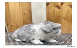Mini Lop rabbits for sale: Beautiful mini lop bunnies for sale - Image 3