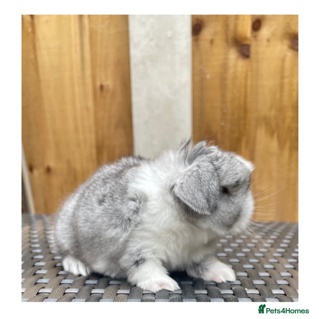 Mini Lop rabbits for sale: Beautiful mini lop bunnies for sale - Image 3