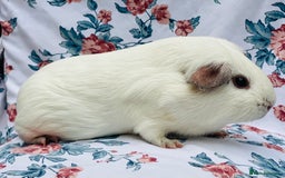 Guinea Pig rodents for sale: Female Guineapigs pair - Image 6
