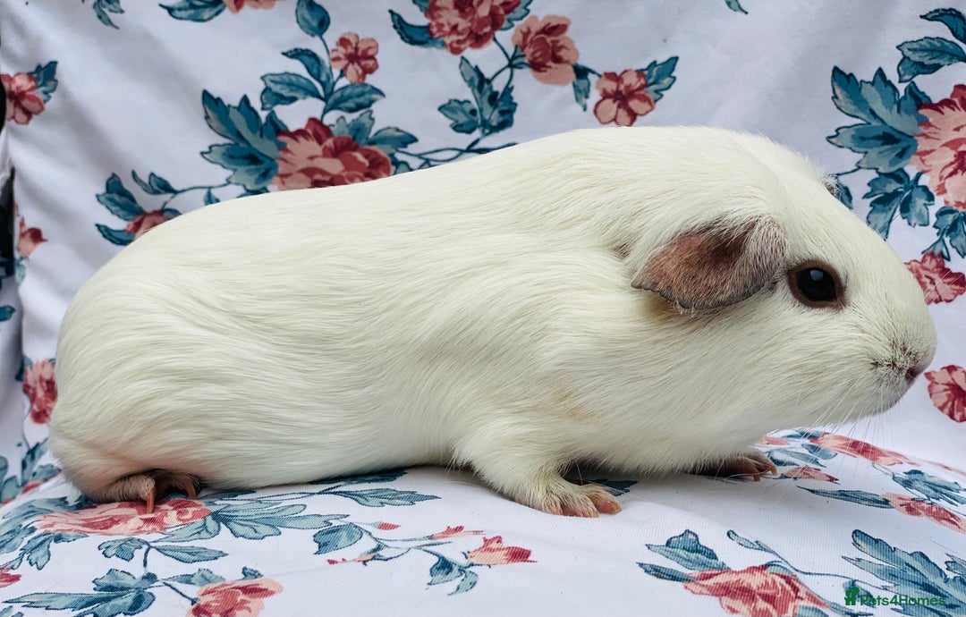 Guinea Pig rodents for sale: Female Guineapigs pair - Image 6
