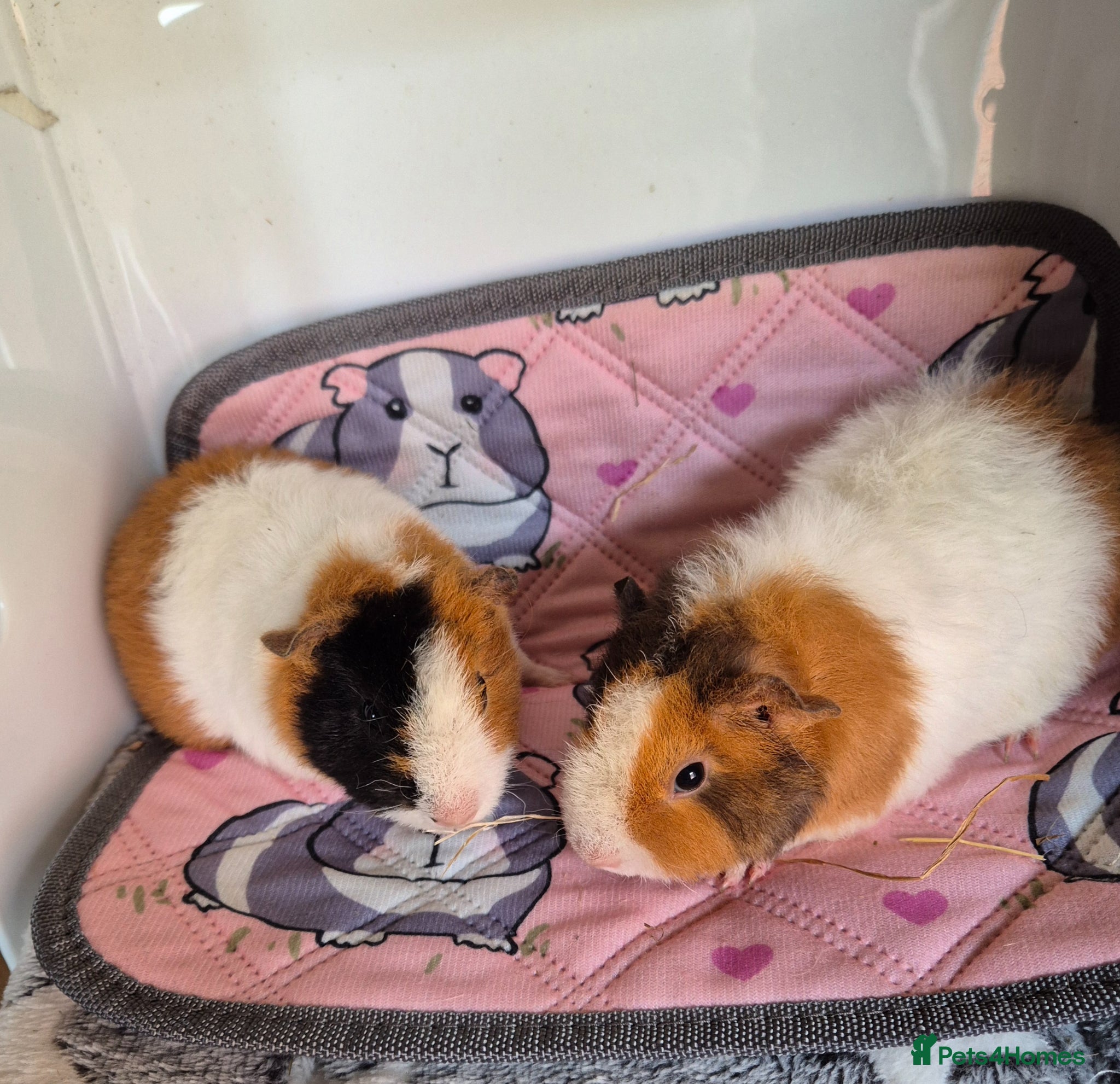 Guinea Pig rodents for sale: Female Baby Guinea Pigs Teddies Funkies Smooths - Advert 5