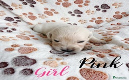 Golden Retriever dogs for sale: 1 LEFT *Ready to Go* Golden Retriever puppies 🐾 - Image 23