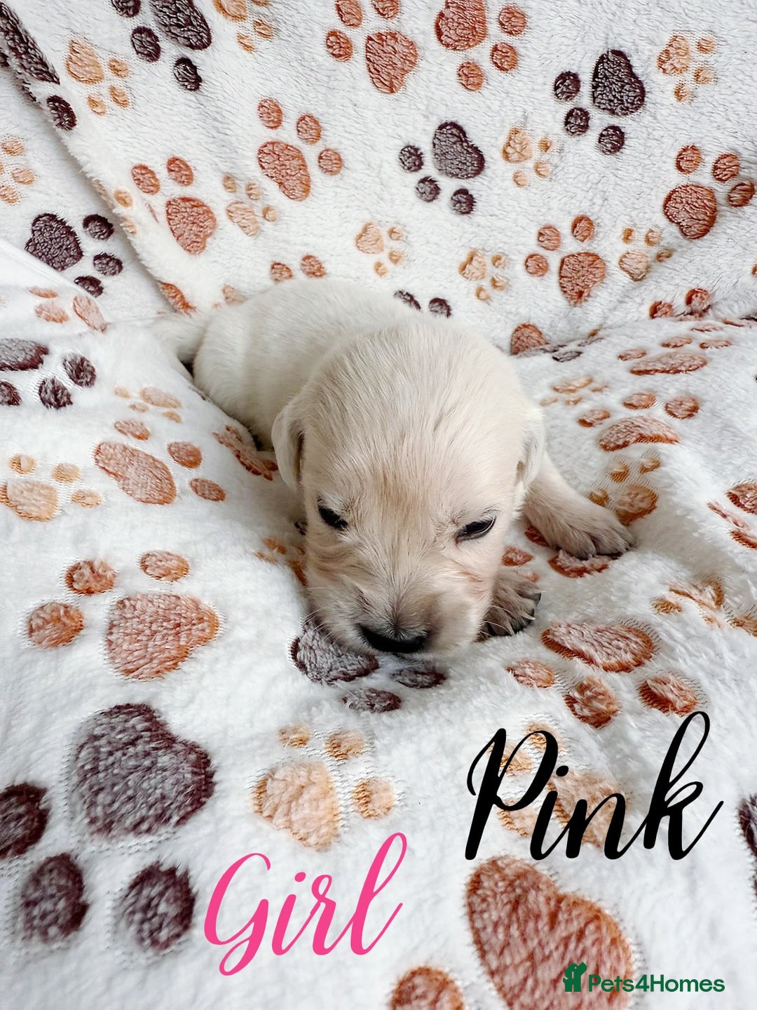 Golden Retriever dogs for sale: 1 LEFT *Ready to Go* Golden Retriever puppies 🐾 - Image 23