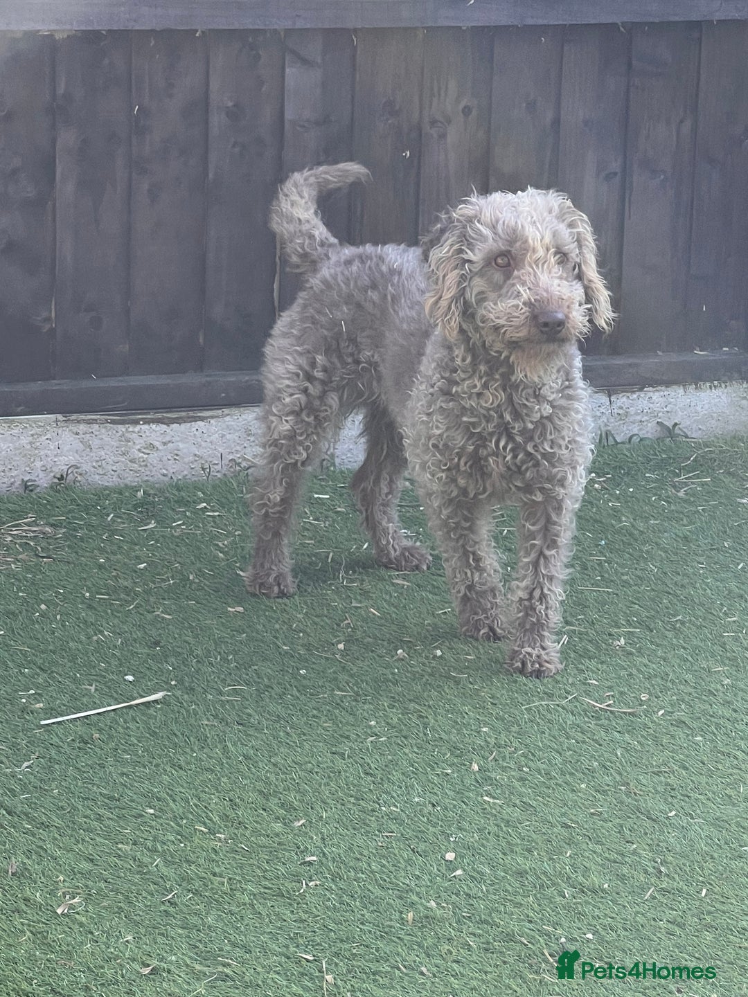 Mixed Breed dogs for sale: F1 Beddy whippets  - Advert 2