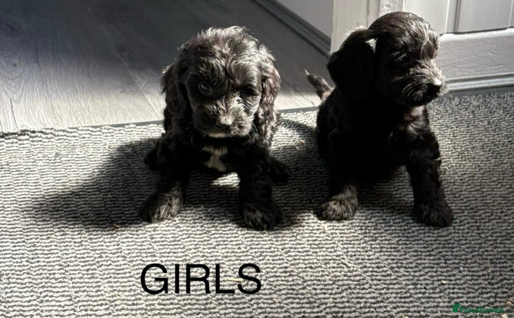 Cockapoo dogs - Advert 10