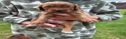 Cockapoo dogs for sale: F1 cockapoo - beautiful colours  - Advert 14