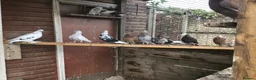 Pigeons birds for sale: Roller pigeons  in Hartlepool - Advert 2