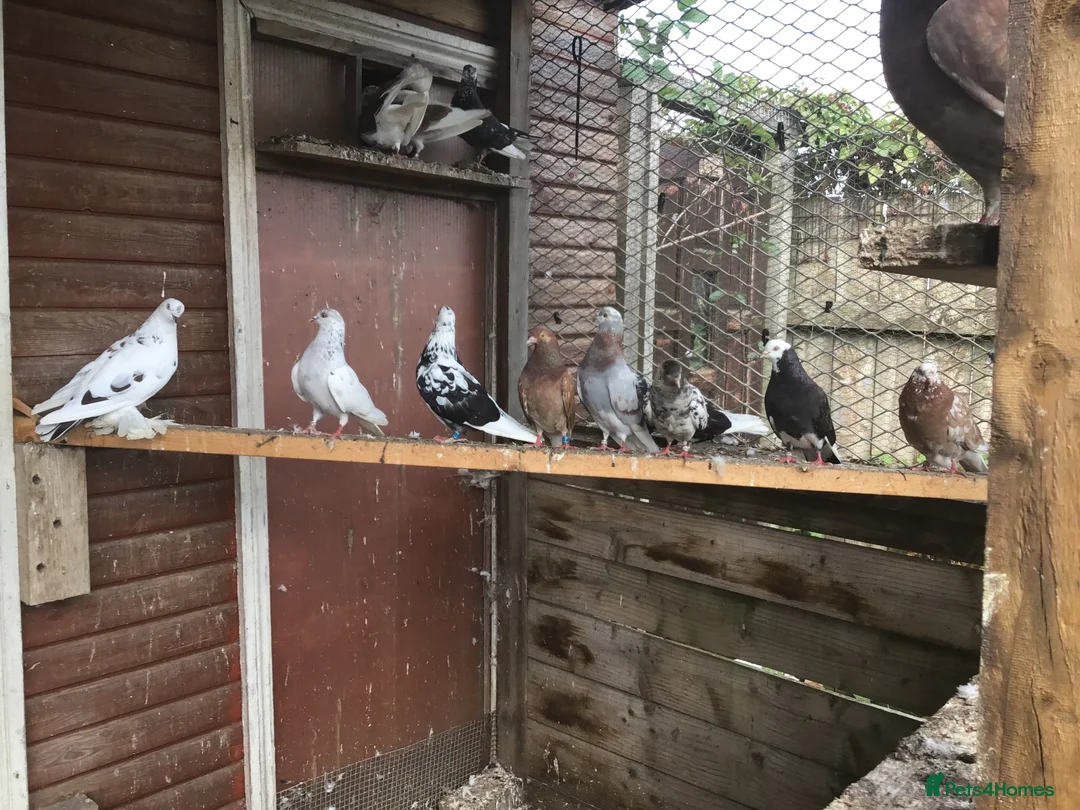 Pigeons birds for sale: Roller pigeons  in Hartlepool - Advert 2