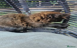 Mixed Breed cats for sale:  🐾 Adorable Kittens Ready for Loving Homes 🐾 - Image 21