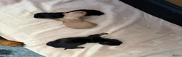 Miniature Dachshund dogs for sale: 3 beautiful male puppies  in Melton Mowbray - Advert 3