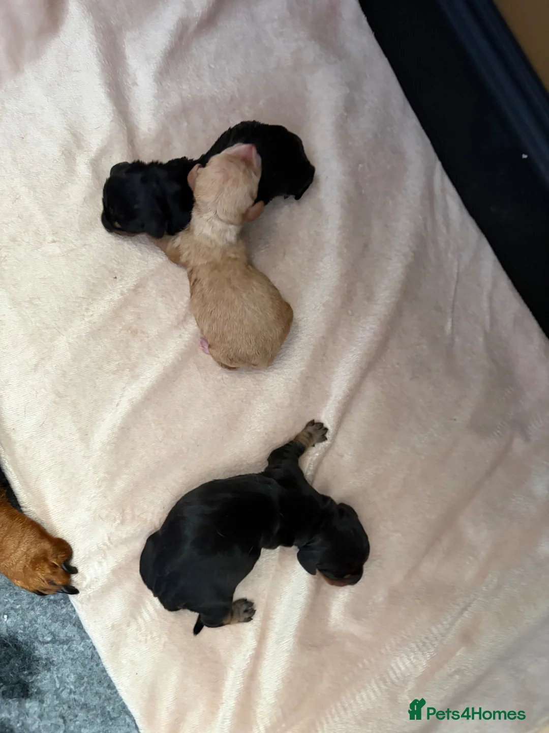 Miniature Dachshund dogs for sale: 3 beautiful male puppies  in Melton Mowbray - Advert 3