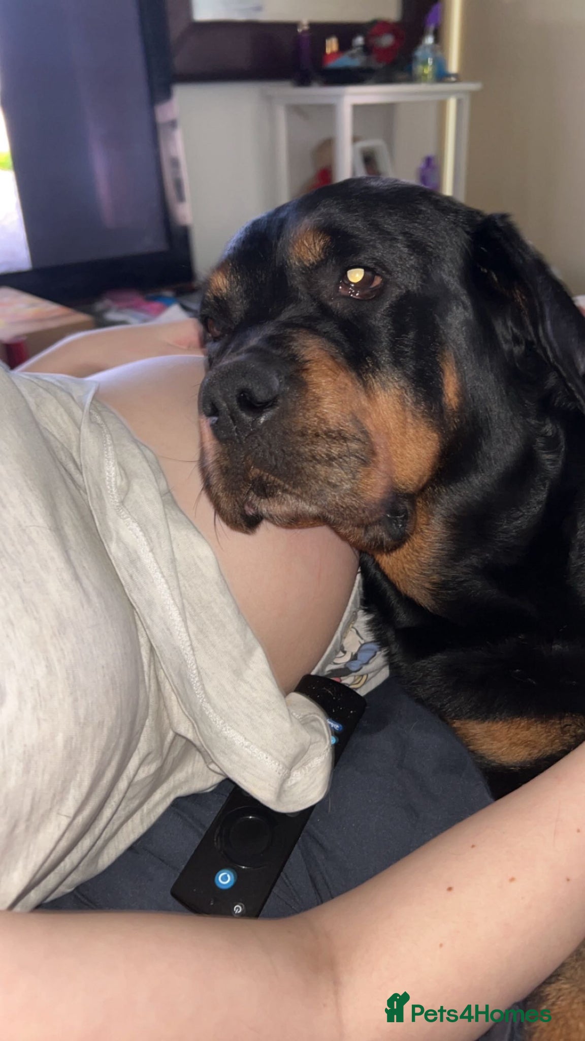 Rottweiler dogs for sale: Willow  in Manchester - Advert 3