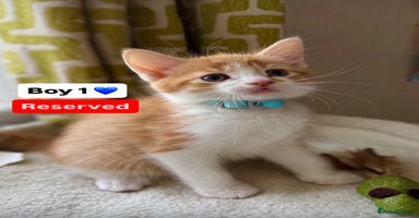 Mixed Breed cats - Advert 2