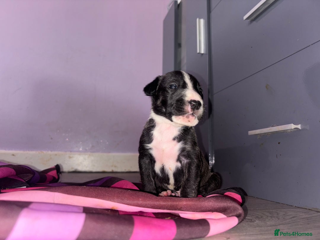 English Bull Terrier dogs for sale: English bull terrier (working type) - Image 2