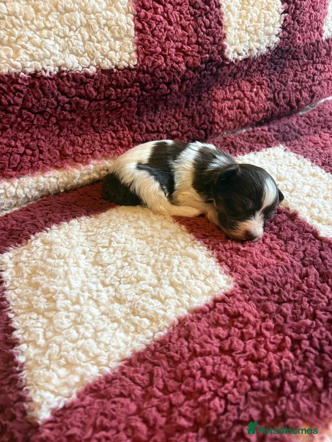 Miniature Schnauzer dogs for sale: SOLD KC Reg Miniature Schnauzers - Advert 11