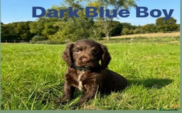 Sprocker dogs for sale: Last 2 girls available chocolate Sprockers - Image 13