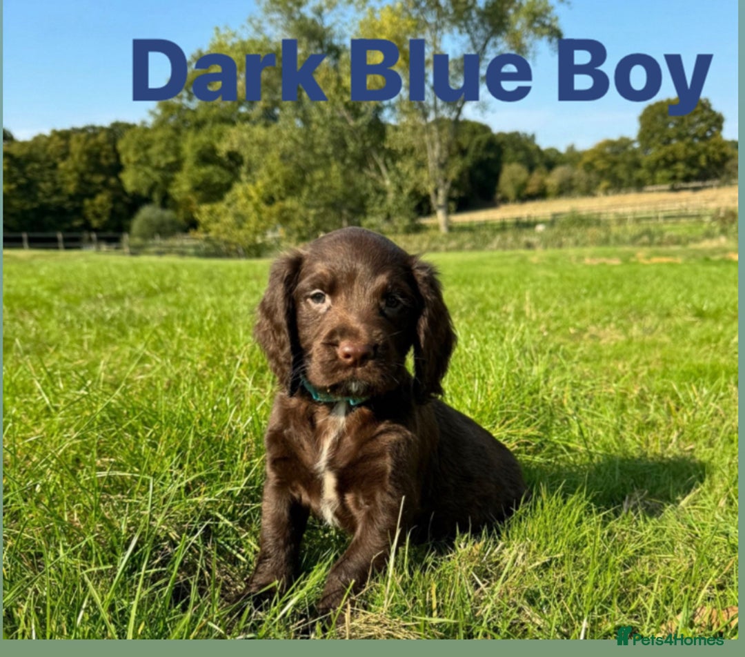 Sprocker dogs for sale: Last 2 girls available chocolate Sprockers - Image 13