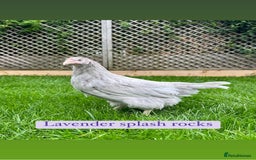 Chickens poultry for sale: Coloured hybrid hens at pol - Image 1