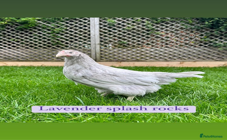 Chickens poultry - Advert 5