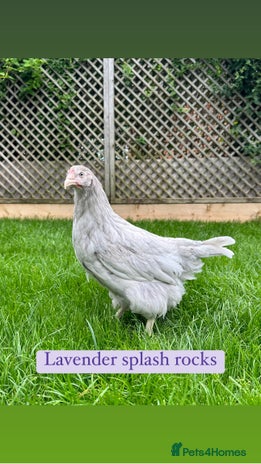 Chickens poultry - Advert 1