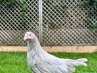 Chickens poultry Coloured hybrid hens at pol - Advert 1