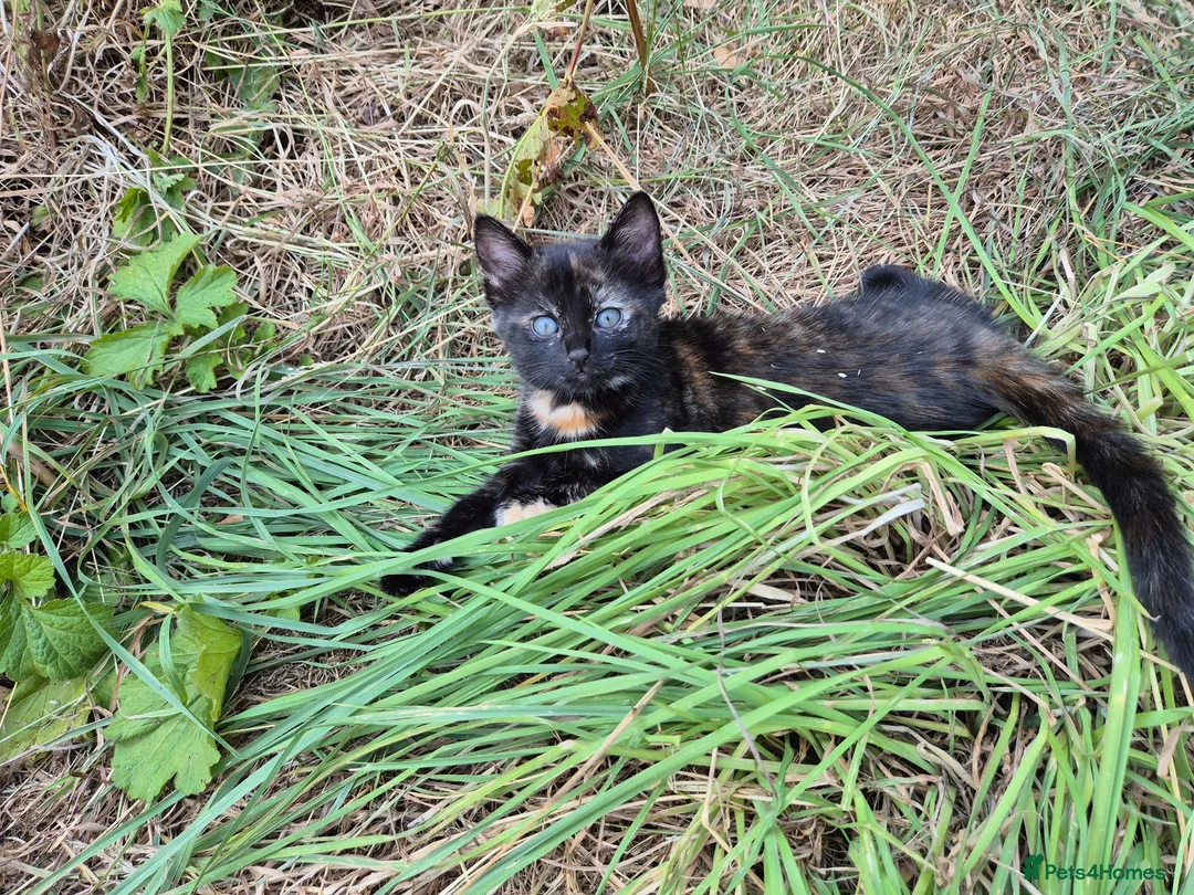 Mixed Breed cats for sale: Three Kittens for Sale - Ready now near Chulmleigh - Advert 2