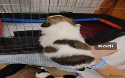 Shih Tzu dogs for sale: Beautiful Shih Tzu Puppies - Image 31