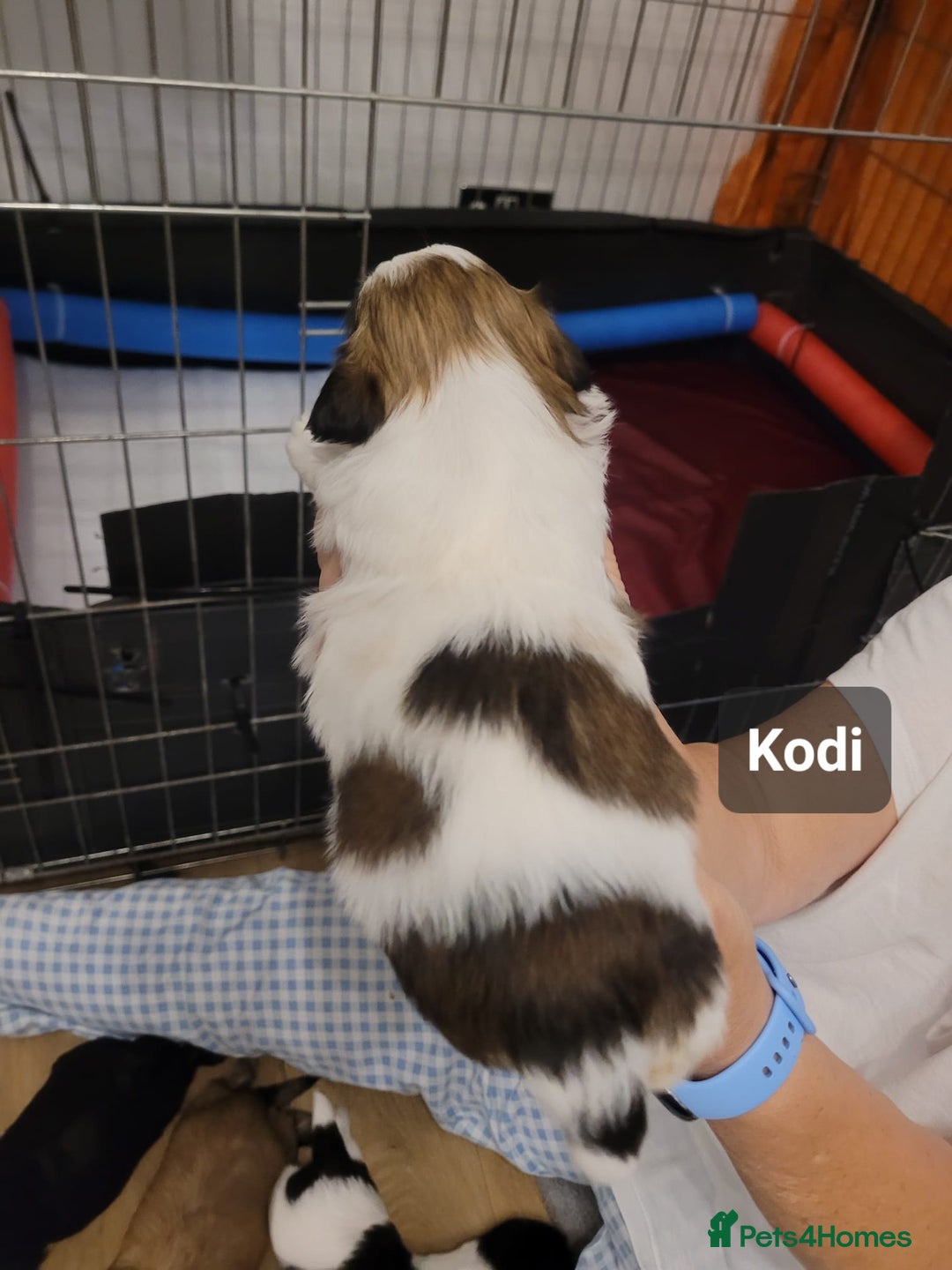Shih Tzu dogs for sale: Beautiful Shih Tzu Puppies - Image 31