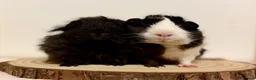 Guinea Pig rodents for sale: 4 pairs of boys and 2 pairs of girls  - Advert 15