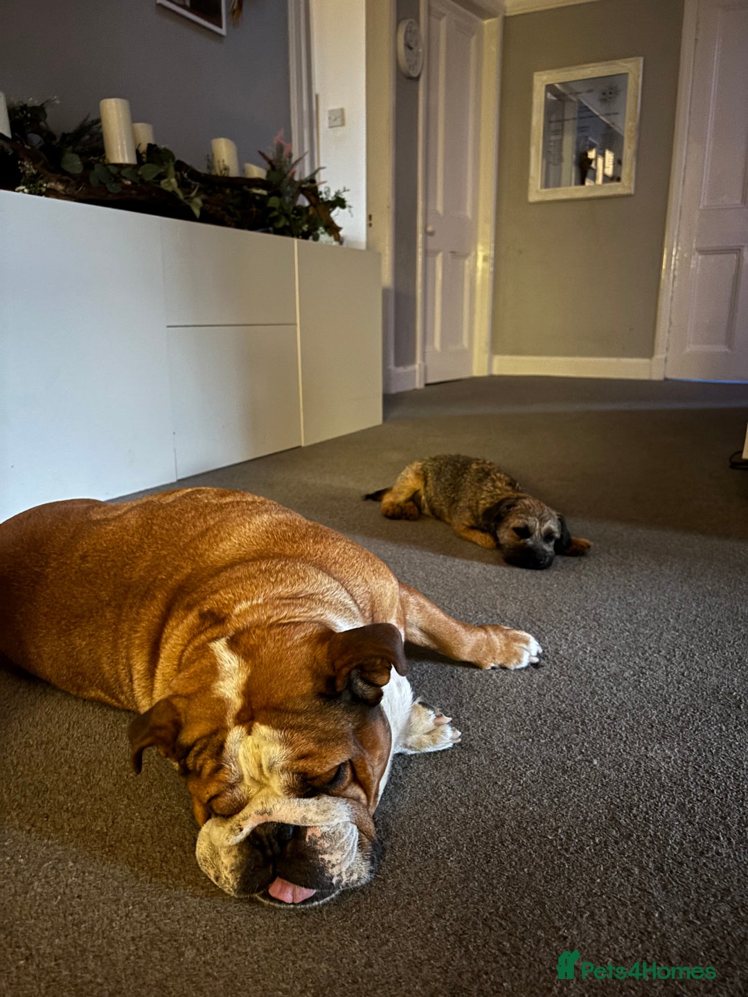 English Bulldog dogs for sale: English bulldog for rehoming  - Advert 8